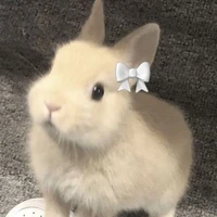 THỎ VIẾT TRUYỆN DAYY