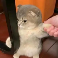 Bóng đèn nhà rhycap