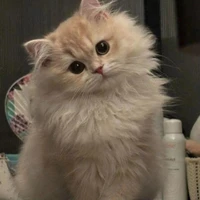 tg cute thất thế giới