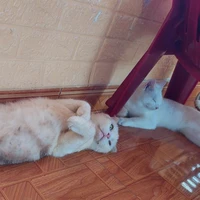 t/g+hệ thống