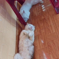 Một số nhân vật đã biết