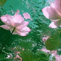 Nguyễn Thị Tống Sen