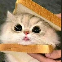 chúa tể loài mèo mang tên t/g