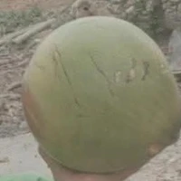 Dừa