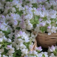 hệ thống 009[yu]