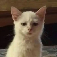 t/g