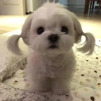 Tác giả nấm lùn