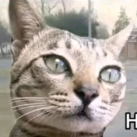 mèo 2