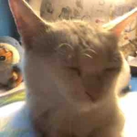 Dái mèo cute hột me xí muội