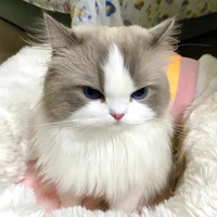 Mọi người(- ai cần-)