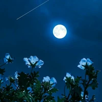MoonYao