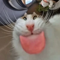 Dàn Harem (đực / cái )