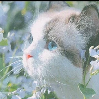 Agnes