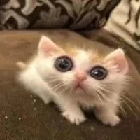 nam phụ số nhiều