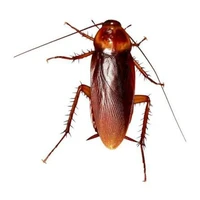 gián