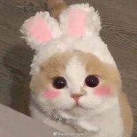 tác giả xộn lào