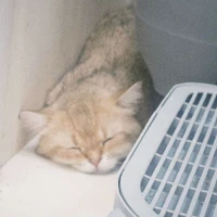 Muaw