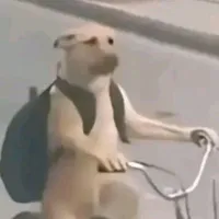 hệ thống pipilabu