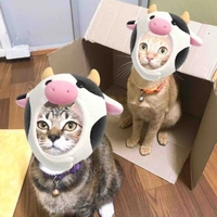 Tác giả cute