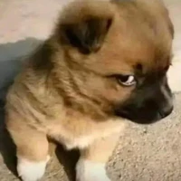 choá ( hệ thống)