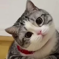 meoz meoz (t/g)