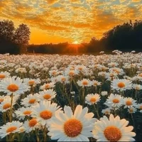 Nhóm Tiểu Đậu(- những ai cần trừ)