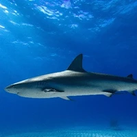 con huri mê cá mập