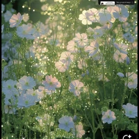 Tu chân giới (ng tác)