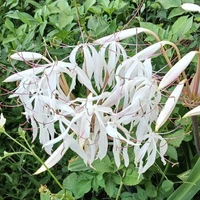 nhân vật phụ