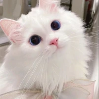 hiha the blue dạng mèo