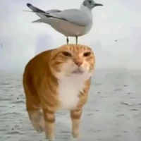 Tác giả bell bell