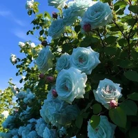 nhím [kết thúc rồi]