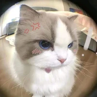 Tác giả NÃO CÁ VÀNG