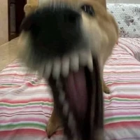 một đàn chó cute🐶