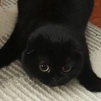 Mèo