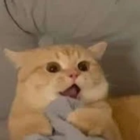 người đẹp bị khùng