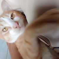 tg