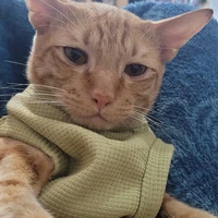 tác giả siêu lười