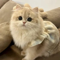 Hệ Thống - Muzik