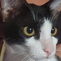 Tác giả siêu lười