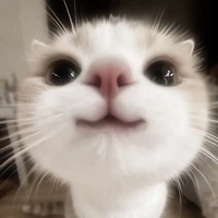 Con au super lười -)))