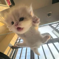 @Caube_ngoc