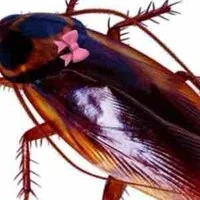 gián cute