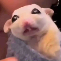 Thèm đùi Boboiboy- (@NOTvotri)