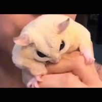 Author (Thèm đùi Boboiboy-)