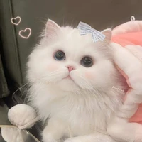 cục mứt bt lết