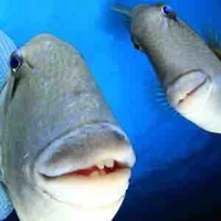 Cá đang khiêu vũ dưới ánh mặt trăng