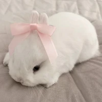 ~ Rabbit Coffee ~