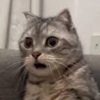 Tác Giả Meo Meo💥