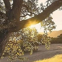 |•| My friend |•|